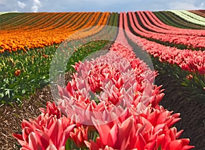 Sea of flowers from colorful blooming tulips with waves